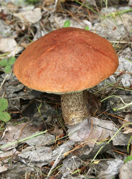 Boleto Bétula Marrom Cogumelo Chão Floresta Vista Perto — Fotografia de Stock