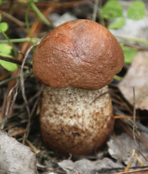 Champignon Bolet Bouleau Brun Sur Sol Forestier Vue Rapprochée — Photo