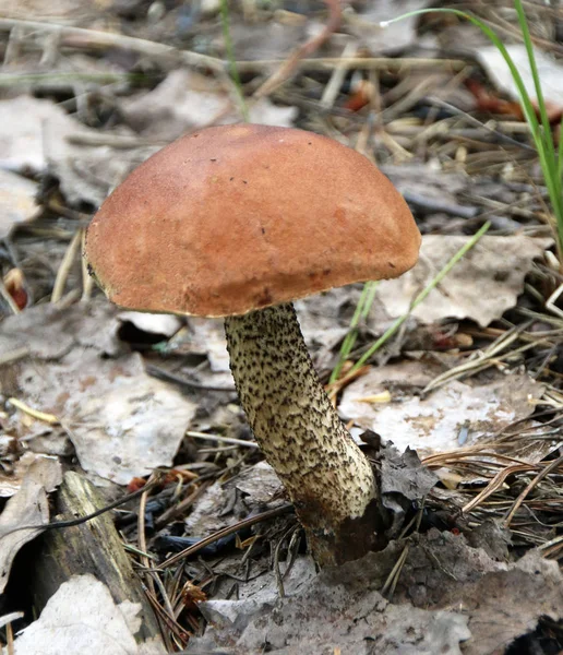 Brauner Birkenpilz Auf Dem Waldboden Nahaufnahme — Stockfoto