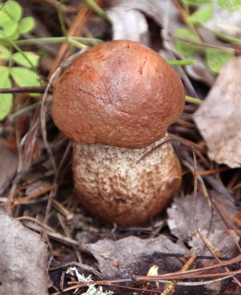 Brown Birch Boletus Mushroom Forest Floor Close View — Stock Photo, Image