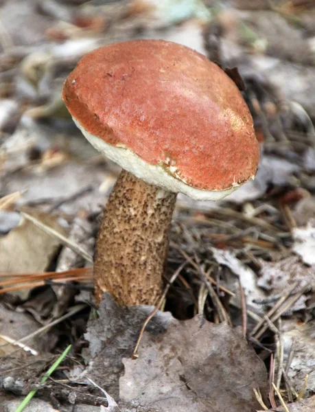 Brauner Birkenpilz Auf Dem Waldboden Nahaufnahme — Stockfoto