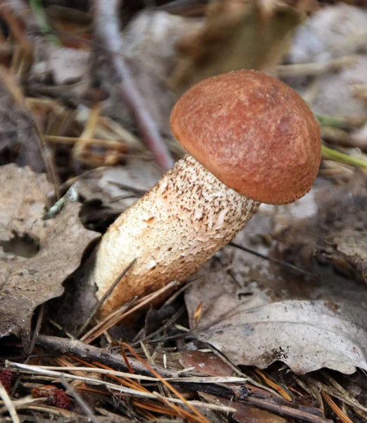 Brauner Birkenpilz Auf Dem Waldboden Nahaufnahme — Stockfoto