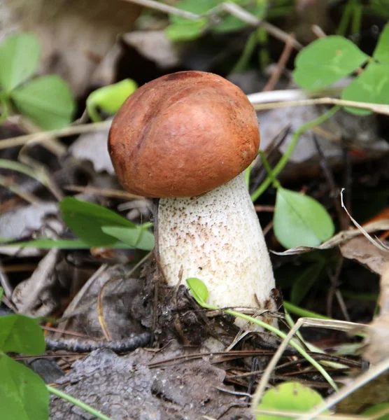 褐桦木单面蘑菇在森林地板上关闭视图 — 图库照片