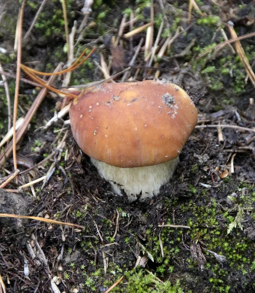 Fungo Boletus Betulla Marrone Sul Pavimento Della Foresta Vista Vicino — Foto Stock