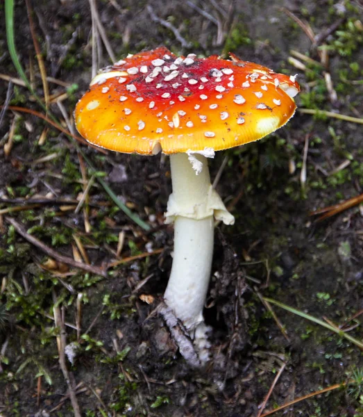 Fly Fungo Agarico Sul Pavimento Della Foresta Vista Vicino — Foto Stock