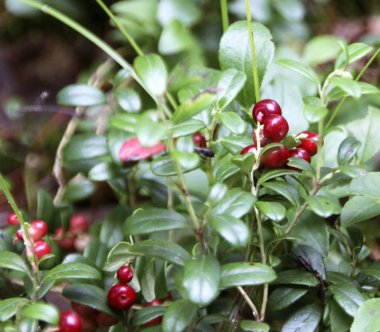 Orman katta Fuska çalı olgun cowberries ile görünümü kadar yakın