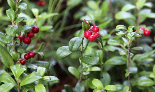 Close View Cowberry Shrub Ripe Cowberries Forest Floor — Stock Photo, Image