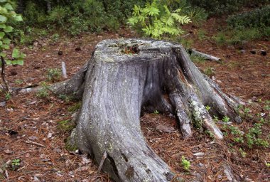 Eski bir çürük güdük bir orman içinde iğne yapraklı ağaç