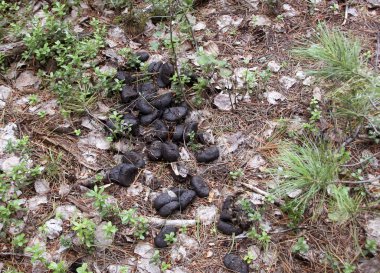 Excrements orman katta bir elk