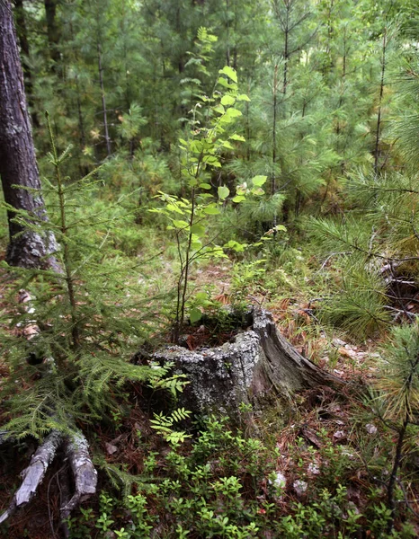 Gamla Ruttna Stubbe Ett Barrträd Träd Skog — Stockfoto