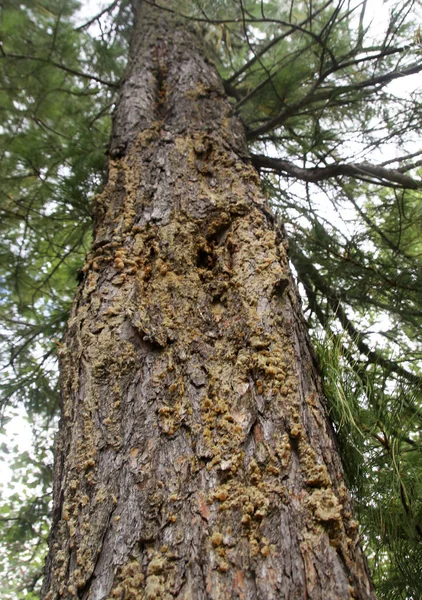 森林里的西伯利亚松树 — 图库照片