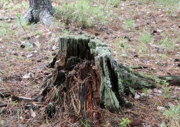 Une Vieille Souche Pourrie Conifère Dans Une Forêt — Photo