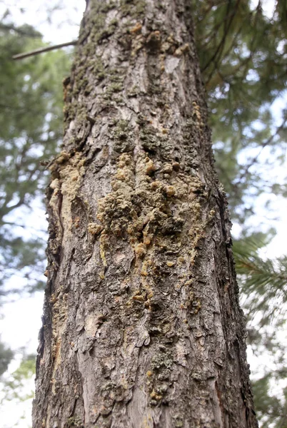 Pinheiro Siberiano Uma Floresta — Fotografia de Stock