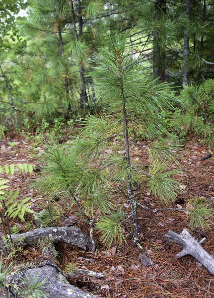 Joven Pino Siberiano Bosque Coníferas — Foto de Stock