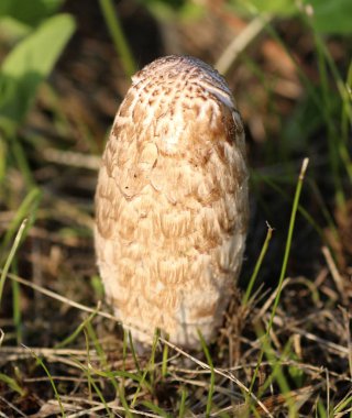 Coprimus comatus veya shaggy mürekkep kap mantar da avukatın peruk veya shaggy yele olarak bilinen