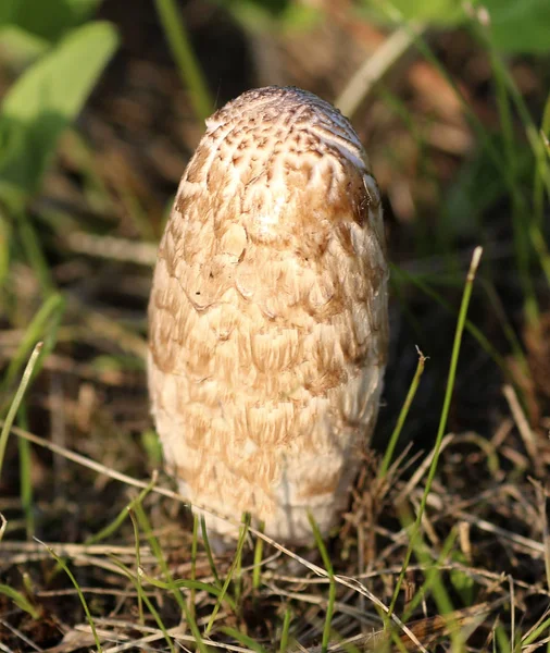 Coprimus Comatus Champignon Shaggy Ink Cap Également Connu Sous Nom — Photo