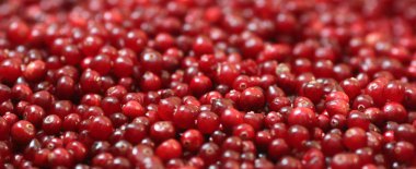 Olgun kırmızı kızılcık görünümü kapatın