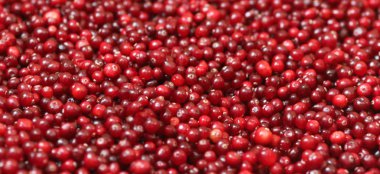 Olgun kırmızı kızılcık görünümü kapatın