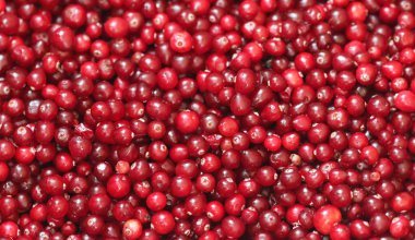 Olgun kırmızı kızılcık görünümü kapatın