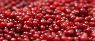 Olgun kırmızı kızılcık görünümü kapatın