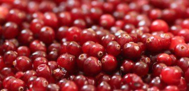 Olgun kırmızı kızılcık görünümü kapatın