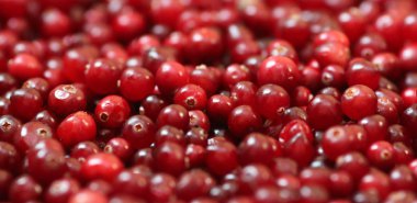 Olgun kırmızı kızılcık görünümü kapatın