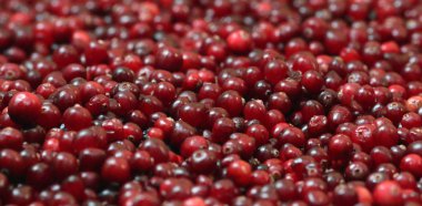 Olgun kırmızı kızılcık görünümü kapatın