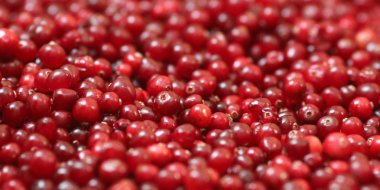 Olgun kırmızı kızılcık görünümü kapatın