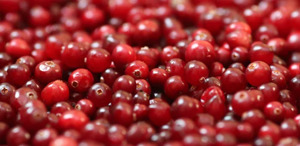 Olgun kırmızı kızılcık görünümü kapatın