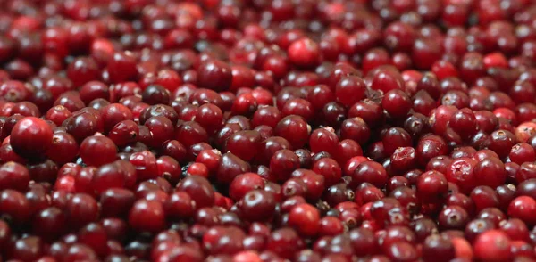 Olgun kırmızı kızılcık görünümü kapatın