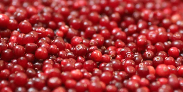 Olgun kırmızı kızılcık görünümü kapatın