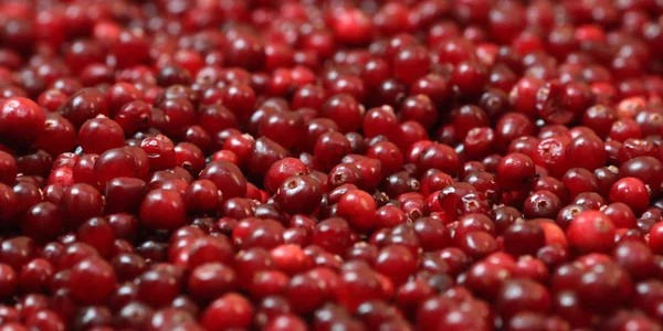 Olgun kırmızı kızılcık görünümü kapatın