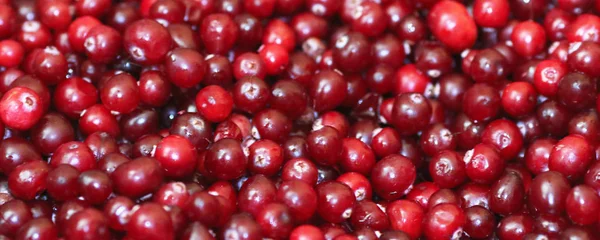 Olgun kırmızı kızılcık görünümü kapatın