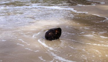 Bir kumsala yakın - görünümü kadar Hindistan cevizi