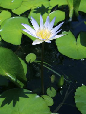 Nilüfer çiçek açan bir gölet, yakından görmek  