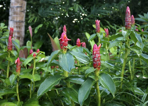 Zingiber Zerumbet Planta Também Conhecida Como Gengibre Amargo Champô Gengibre — Fotografia de Stock