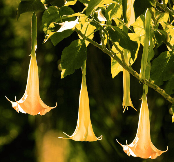 Brugmansia flowers of the family Solanaceae also known as angel 's trumpet.Brugmansias are native to tropical regions of South America and they are grown as ornamental plants worldwide
