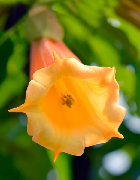 Brugmansia Flower Family Solanaceae Also Known Angel Trumpet Brugmansias Native — стоковое фото