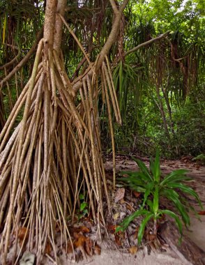 Hava prop kökleri pandanus olarak da bilinen pandan veya vida çam ağacı veya palm canı cehenneme. Bir palm gibi ağaç ve çalı anavatanı tropikal ve astropikal