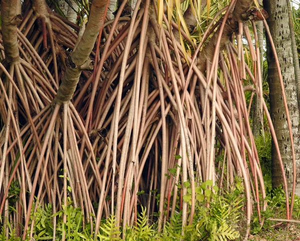 Antenne Propellerwurzeln Des Pandanus Baumes Auch Als Pandan Oder Schraubkiefer — Stockfoto