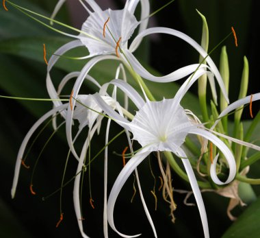 Hymenocallis çiçek olarak da bilinen örümcek lily yakından görmek