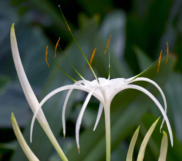 Hymenocallis Flor Também Conhecida Como Lírio Aranha Vista Close — Fotografia de Stock