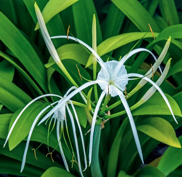 Isménou Květ Také Známý Jako Spider Lily Detailní Pohled — Stock fotografie