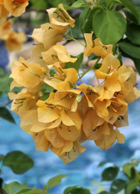 Bougainvillea çiçek çiçek açan - görünümü Kapat
