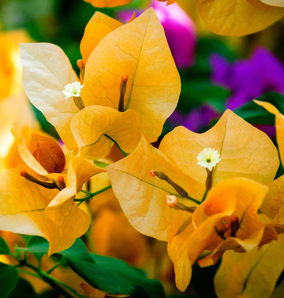 Bougainvillea Çiçek Çiçek Açan Görünümü Kapat — Stok fotoğraf