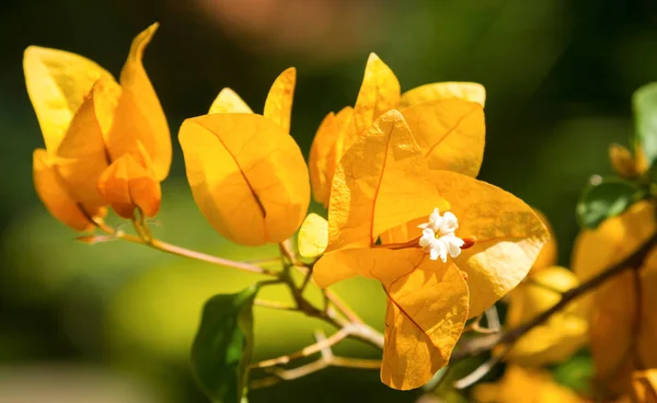 Bougainvillea Blumen Blühen Aus Nächster Nähe Ansicht Von Oben — Stockfoto