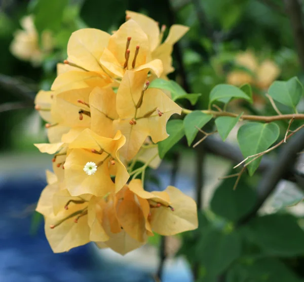 Flores Bougainvillea Florescendo Perto Vista Para Cima — Fotografia de Stock