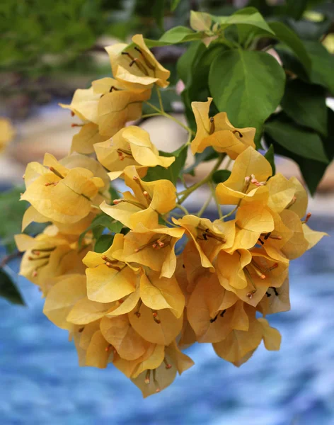 Bougainvillea Çiçek Çiçek Açan Görünümü Kapat — Stok fotoğraf