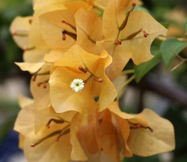 Bougainvillea Çiçek Çiçek Açan Görünümü Kapat — Stok fotoğraf