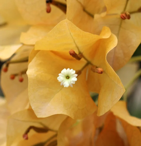 Бугенвиллия Цветы Цветут Близко Вид Сверху — стоковое фото